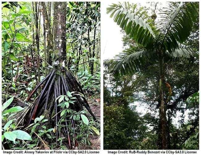 Stilt Palm double pic, bottom with aerial roots, top fronds.