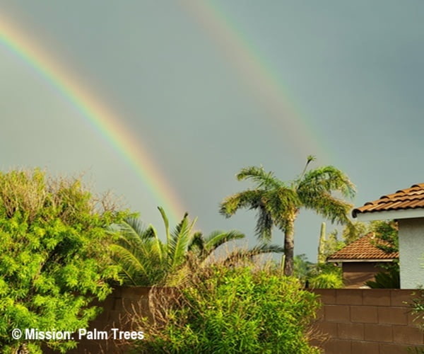 Rainbow highlighting a queen palm in Arizona