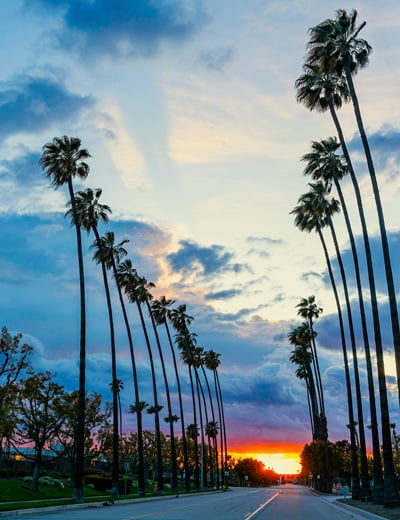 Sunset in the background of a palm tree lined street. Sunset in the background of a palm tree lined street.