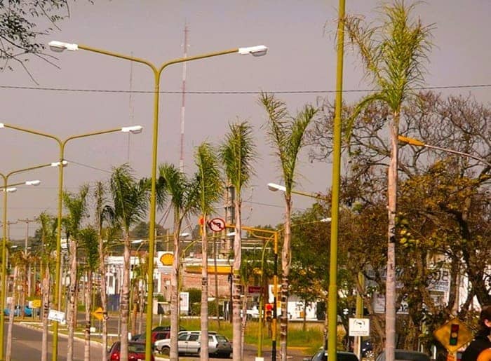 Syagrus romanzoffian Palms along a roadway in Lauquen Argentina