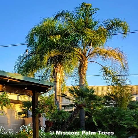two queen palms at a winery