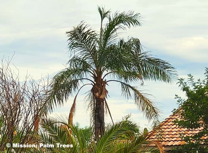 The Queen Palm growing in a neighborhood landscape
