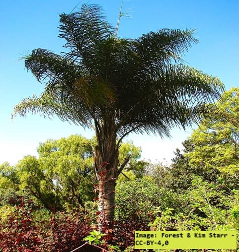Queen Palm growing in Maui Hawaii