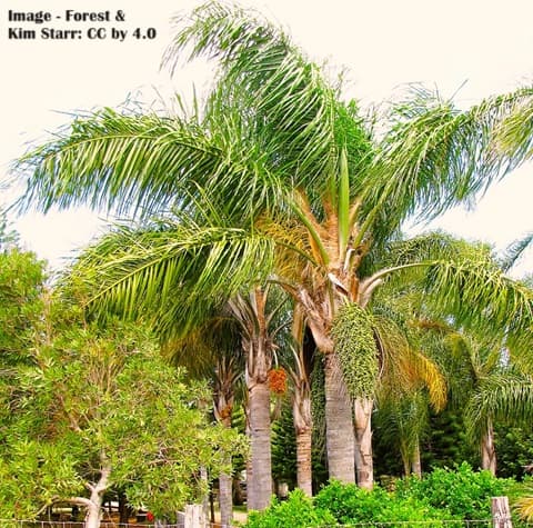 Three Queen Palms in Maui, with other tropical plants nearby.