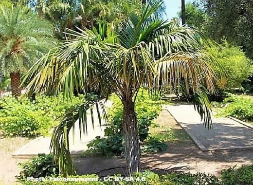 palm tree with feathery fronds and old leaf bases along the trunk