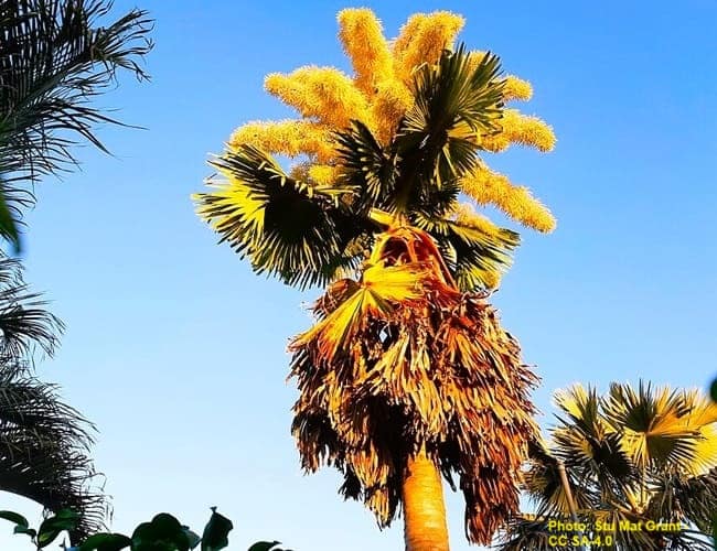 A flowering palm that will soon die because of the reproduction process. A flowering palm that will soon die because of the reproduction process.