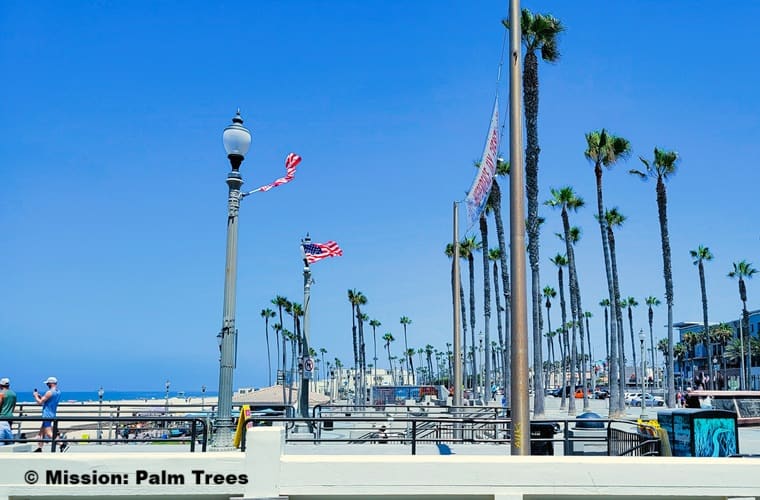 people standing near the ocean with tall palm trees scattered all around