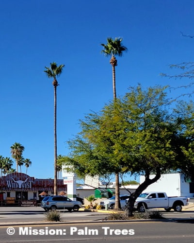 Tall Mexican Fan Palms decorate several businesses.