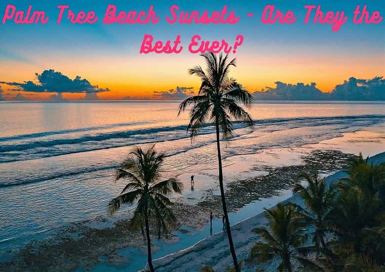 The Best Palm Tree Beach Sunset