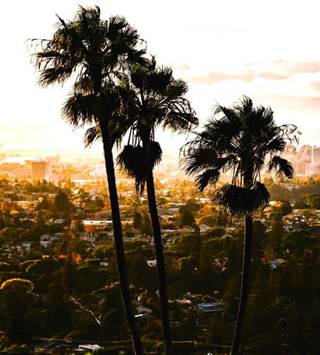 Three palms on a landscape in the city