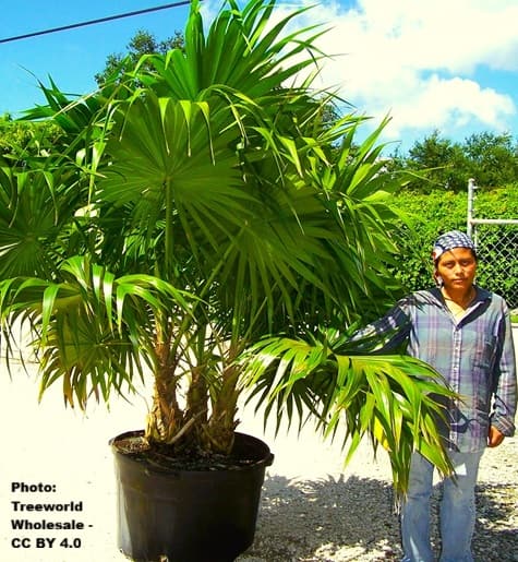 woman stands next to Florida thatch palm which is potted outdoors