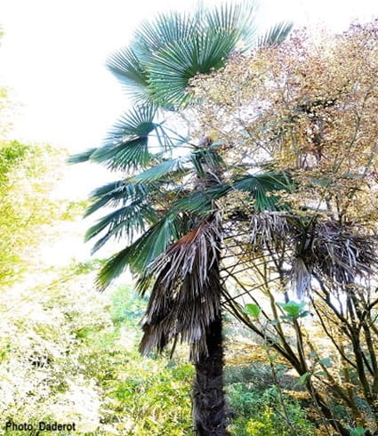 Kumaon Palm grows natively in the West Himalayan Mountains.