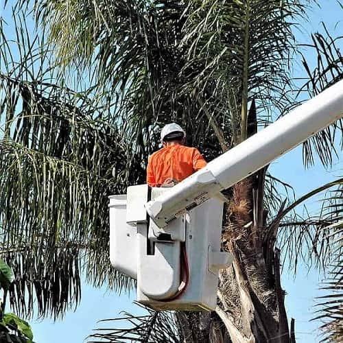 Man using a bucket truck to trim palm fronds Man using a bucket truck to trim palm fronds