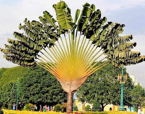 Uniquely shaped palm tree, the Triangle Palm Uniquely shaped palm tree, the Triangle Palm