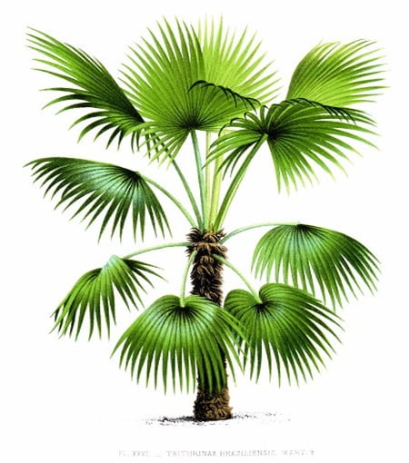Vintage painting of the Brazilian Needle Palm