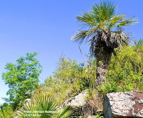 Trithrinax brasiliensis growing on a rocky hill in Santa Maria, Rio Grande do Sul in Brazil.