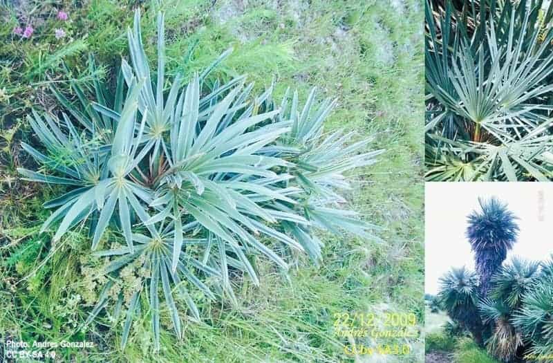 Three views of the Thatch Palm.