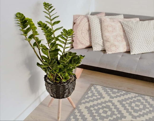 Tropical inspiration with a palm-like plant