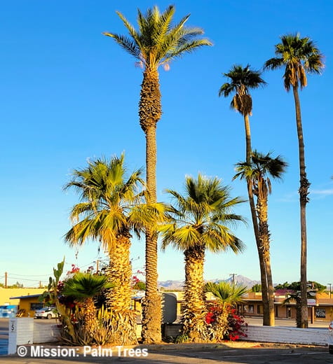Several tall palm trees growing in a suburban neighborhood