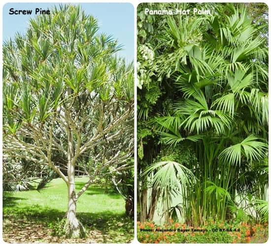 two plants that look like palms but are not palms