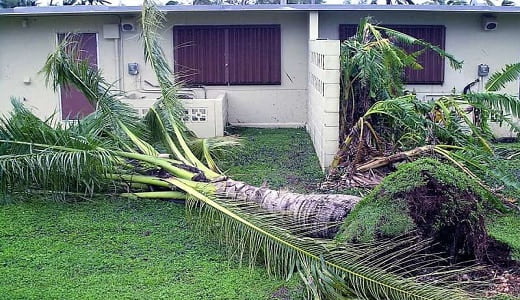 Uprooted Palm Tree from Guam Typhoon