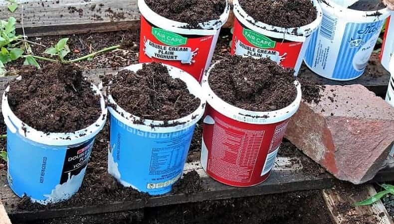 used cardboard containers filled with potting soil