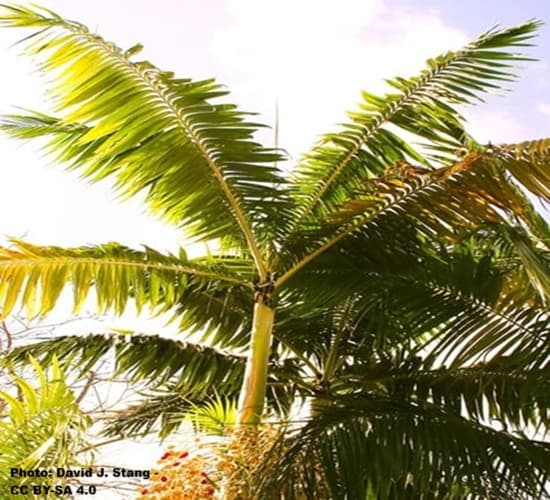 Crown of the Veitchia arecina palm, nicknamed the sunshine palm.