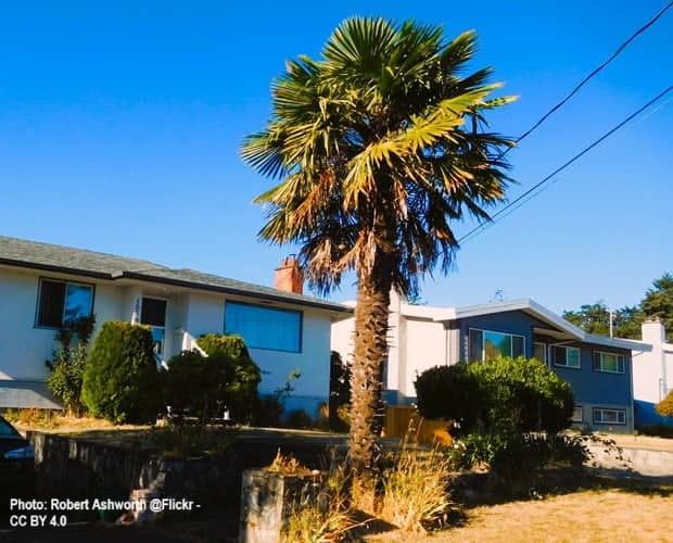 tall palm tree in the front yard of a neighborhood home