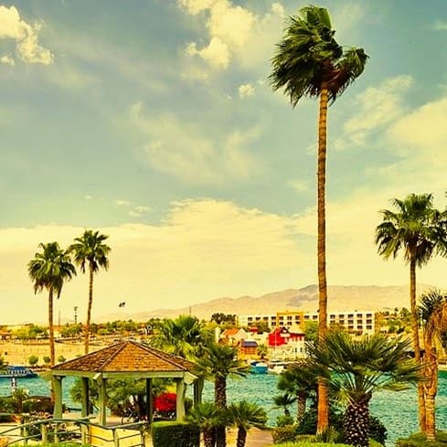 several tall palms, robustas, growing near a lake