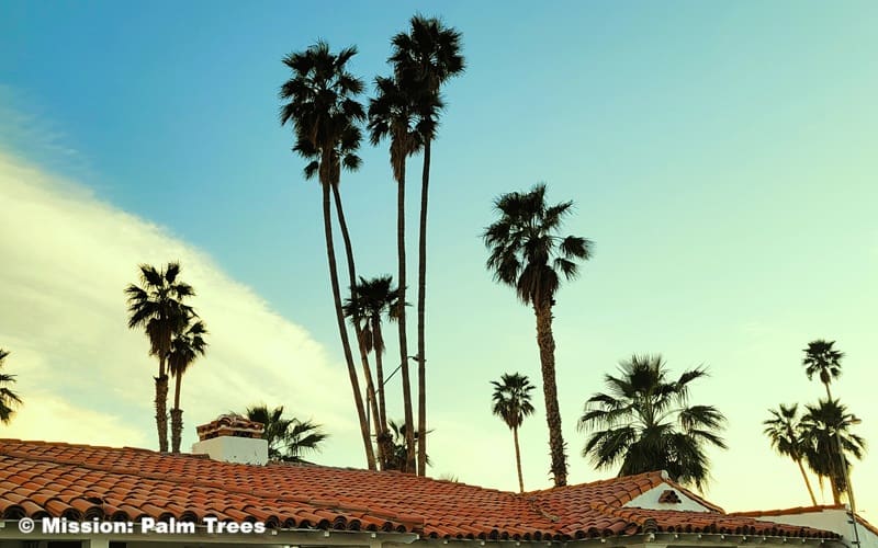 tall palms growing behind a building with a Mexican tile roof tall palms growing behind a building with a Mexican tile roof