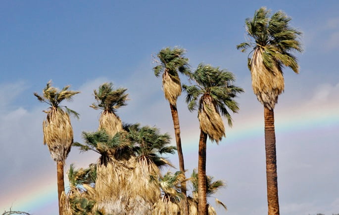 Washingtonia filifera palms show their skirt fronds high up on the trunk.
