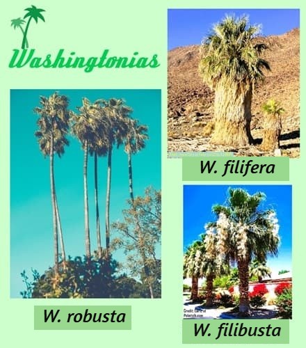 contrasting three species of Washingtonia palms contrasting three species of Washingtonia palms
