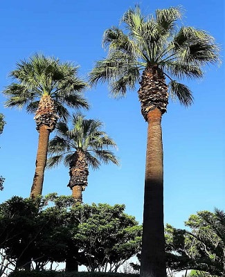 One of the species of the Washingtonia genus of palms.