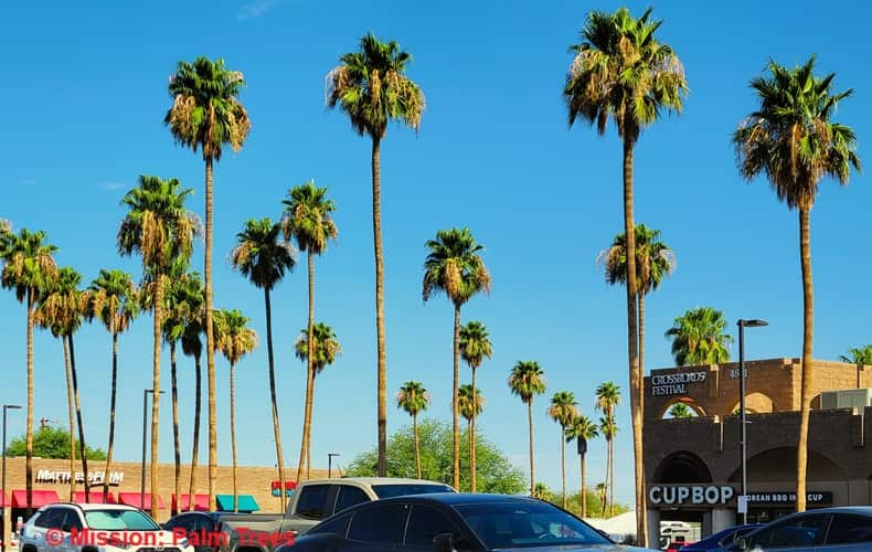 Series of Mexican Fan Palms scattered around a strip mall