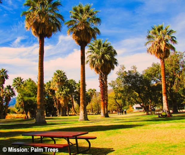 A stand of California Fan Palms growing in a park.