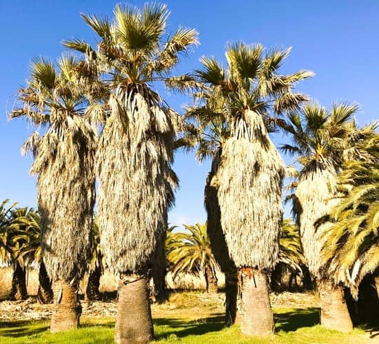 Stand of Desert Palm Trees