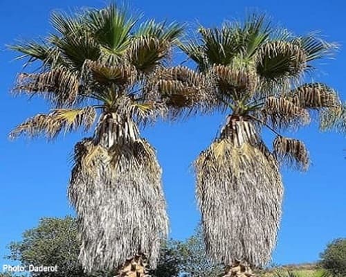 two washingtonia filiera palms stand side by side looking like twins two washingtonia filiera palms stand side by side looking like twins