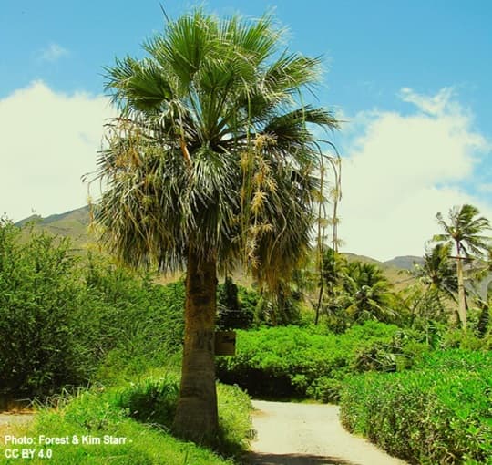 Washingtonia filiera palm flowering in Hawaii Washingtonia filiera palm flowering in Hawaii
