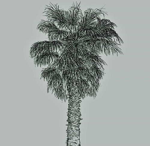 California Fan Palm drawing