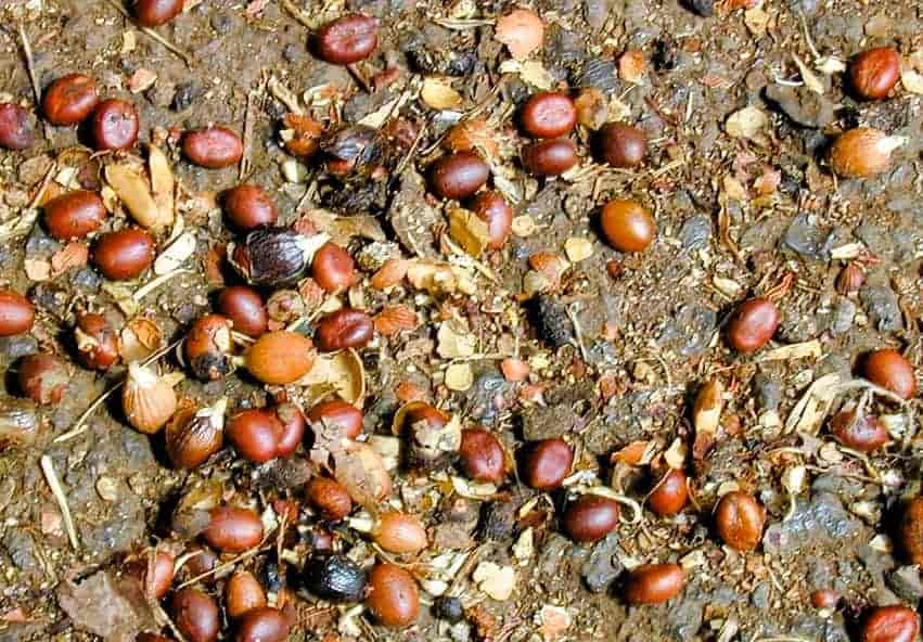 Seeds of the Washingtonia robusta scattered on the ground Seeds of the Washingtonia robusta scattered on the ground
