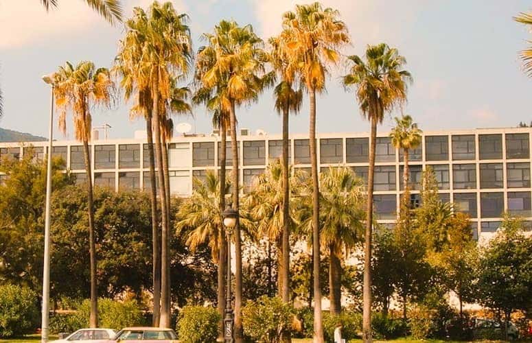 Mexican Palm Tree Grouping in Front of a building.