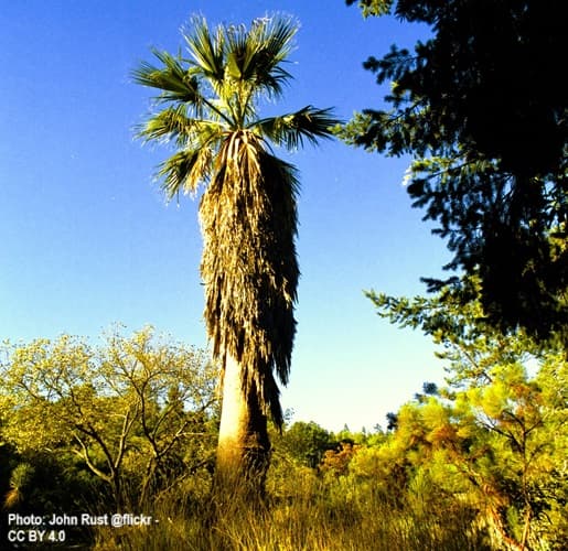 Lone Washingtonia filifera growing in a botanic garden Lone Washingtonia filifera growing in a botanic garden