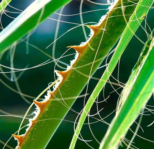 prickly thorns along a palm tree stem prickly thorns along a palm tree stem