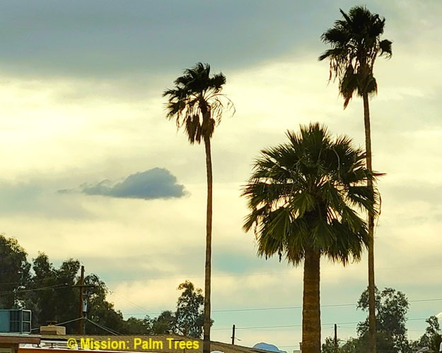 Desert Fan Palm between two Mexican Fan Palms in a neighborhood