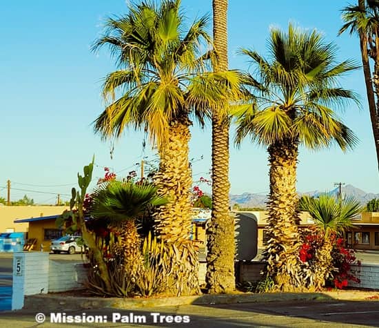 two stout palms growing on either side of a tall palm trunk two stout palms growing on either side of a tall palm trunk