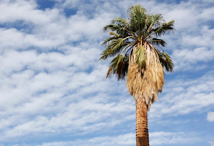 Crown of the California Fan Palm Amid Clouds