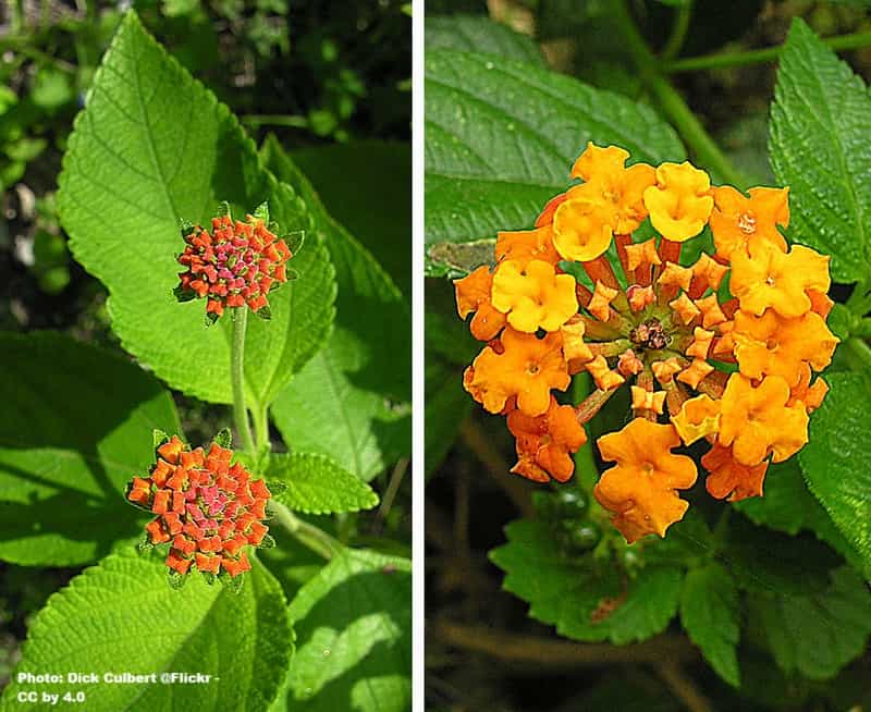 Flowers blooming on a plant with an overall view and a close-up Flowers blooming on a plant with an overall view and a close-up