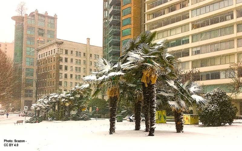 Windmill palms in the snow in Vancouver Canada