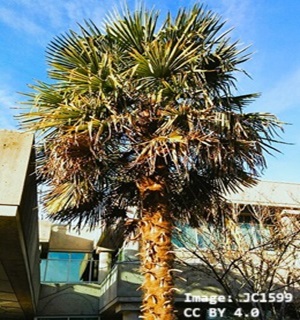 top half of a windmill palm growing near buildings top half of a windmill palm growing near buildings