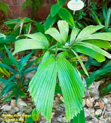 small palm tree with beautiful fronds